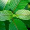 Green-Kratom-2.jpeg Green Kratom