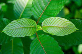 Green-Kratom-2.jpeg Green Kratom