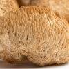 Lions's Mane