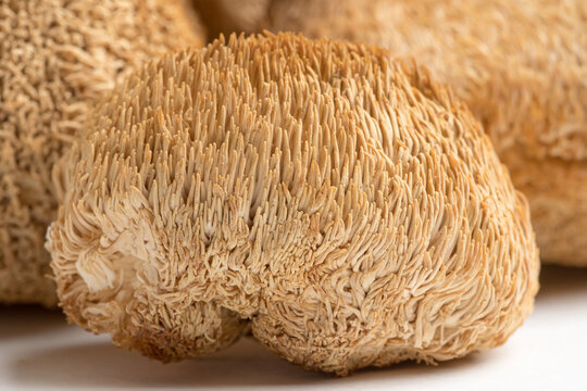 Lions's Mane