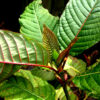Red-Kratom-2.jpg Red Kratom