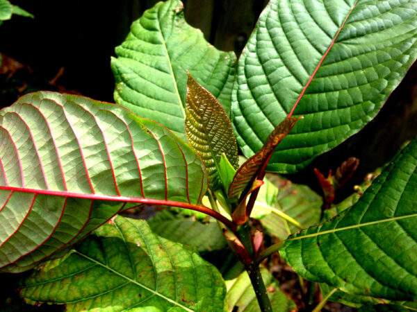 Red-Kratom-2.jpg Red Kratom