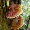 Reishi